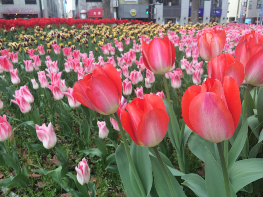たくさんのチューリップ